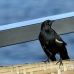 blackbird_shouldered_tawny_jar_h_0442_cub1167.jpg